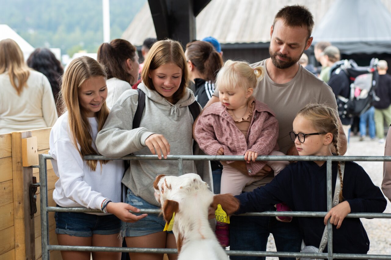 En voksen og fire barn hilser på en kalv på Dyrskun.
